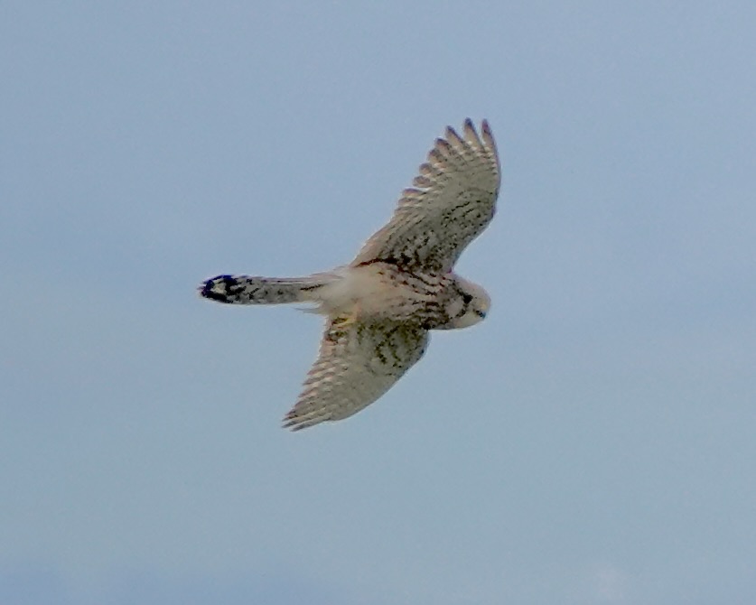 lesser kestrel